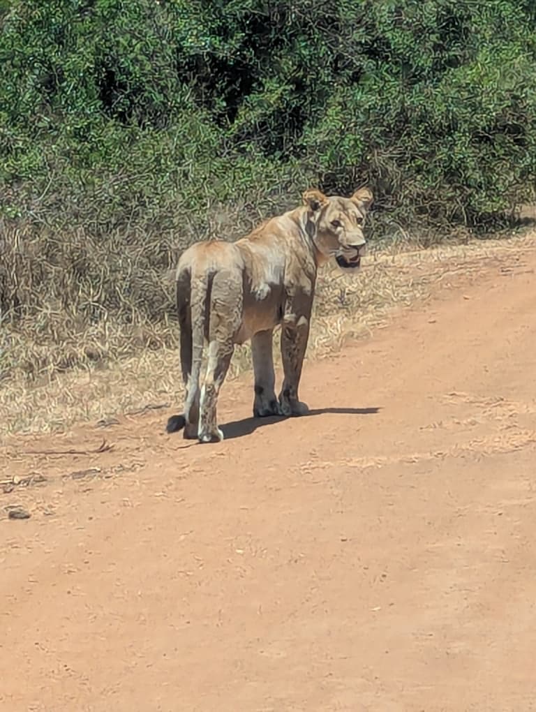 Lioness on a dirt track during a game drive in East Africa