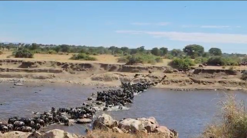 Wildebeest crossing the Mara River during the Great Migration