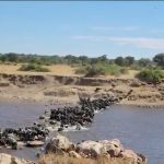 Wildebeest crossing the Mara River during the Great Migration